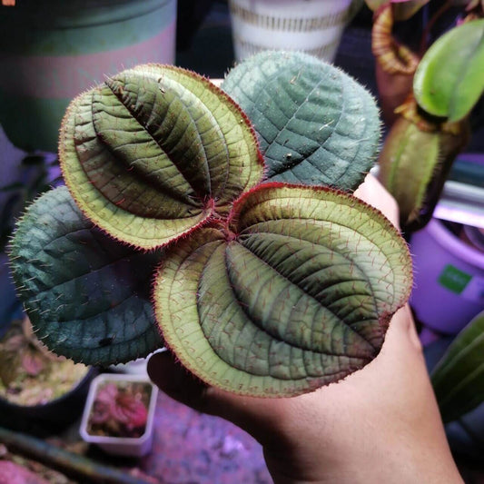 Phyllagathis sp. Bicolor Asia is native to Asia and is known for its striking two-tone leaves. The leaves are composed of two distinct colors, with the colors of the new leaves differing from those of the older leaves. The new leaves typically display a vibrant combination of hues, while the older leaves adopt a more muted tone. The leaf surface is covered with fine hairs, which give the plant a soft texture and help retain moisture.
