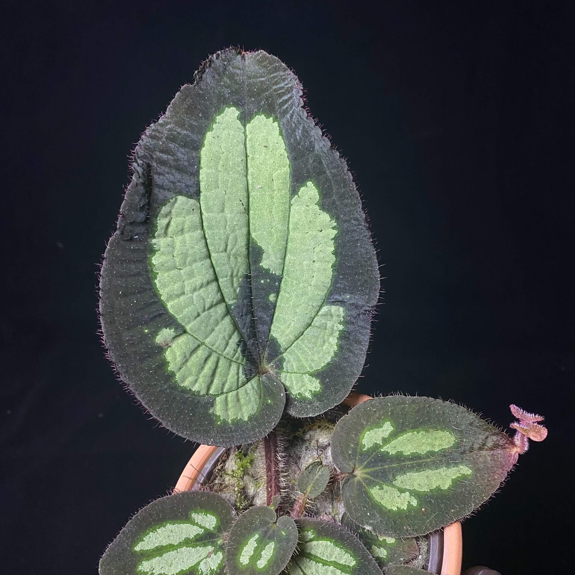 Phyllagathis sp. Green Patches Asia is native to Asia, with leaves displaying deep green or brown hues and distinct light green or yellow patches in the center, creating a striking contrast. This plant thrives in high-humidity environments, making it perfect for terrariums where it can flourish under controlled conditions with consistent moisture and indirect light.