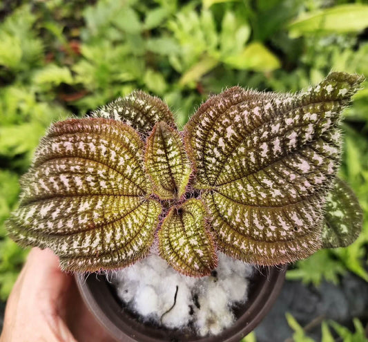 Phyllagathis sp. White Spots Asia is native to Asia, with leaves that display shades of green or brown, covered in white spots and fine hairs on the surface. This plant thrives in high-humidity environments, making it ideal for terrariums where it can flourish under controlled conditions with consistent moisture and indirect light.