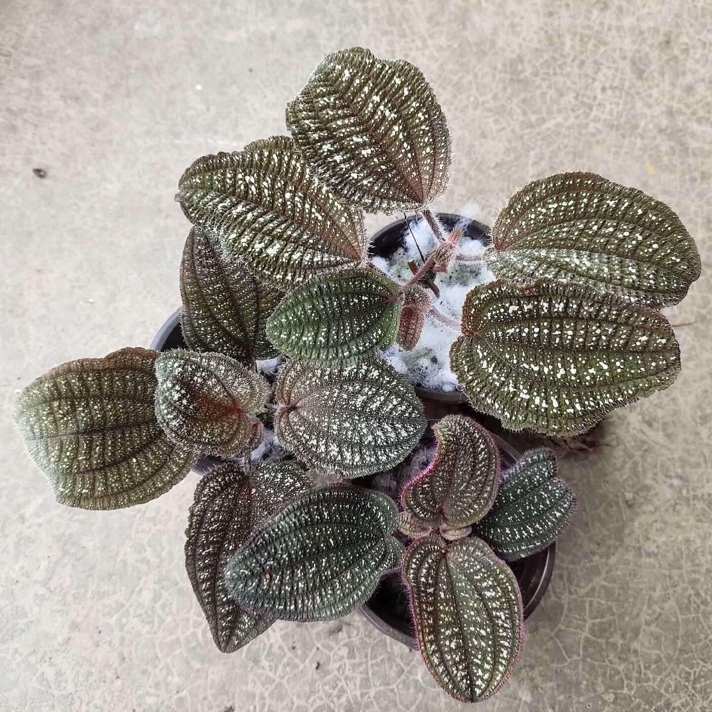 Phyllagathis sp. White Spots Asia is native to Asia, with leaves that display shades of green or brown, covered in white spots and fine hairs on the surface. This plant thrives in high-humidity environments, making it ideal for terrariums where it can flourish under controlled conditions with consistent moisture and indirect light.