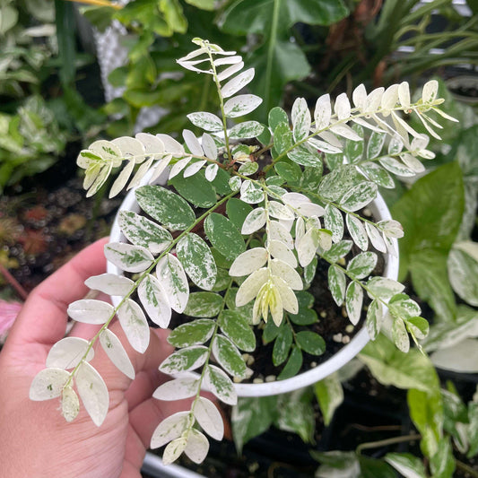 Phyllanthus Pulcher White Variegated is a stunning ornamental plant admired for its vibrant foliage. Its leaves feature a striking combination of creamy white and green hues, making it a standout choice for both indoor and outdoor spaces.