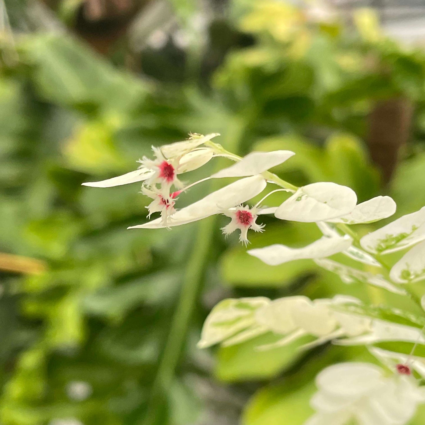 Phyllanthus Pulcher White Variegated is a stunning ornamental plant admired for its vibrant foliage. Its leaves feature a striking combination of creamy white and green hues, making it a standout choice for both indoor and outdoor spaces.