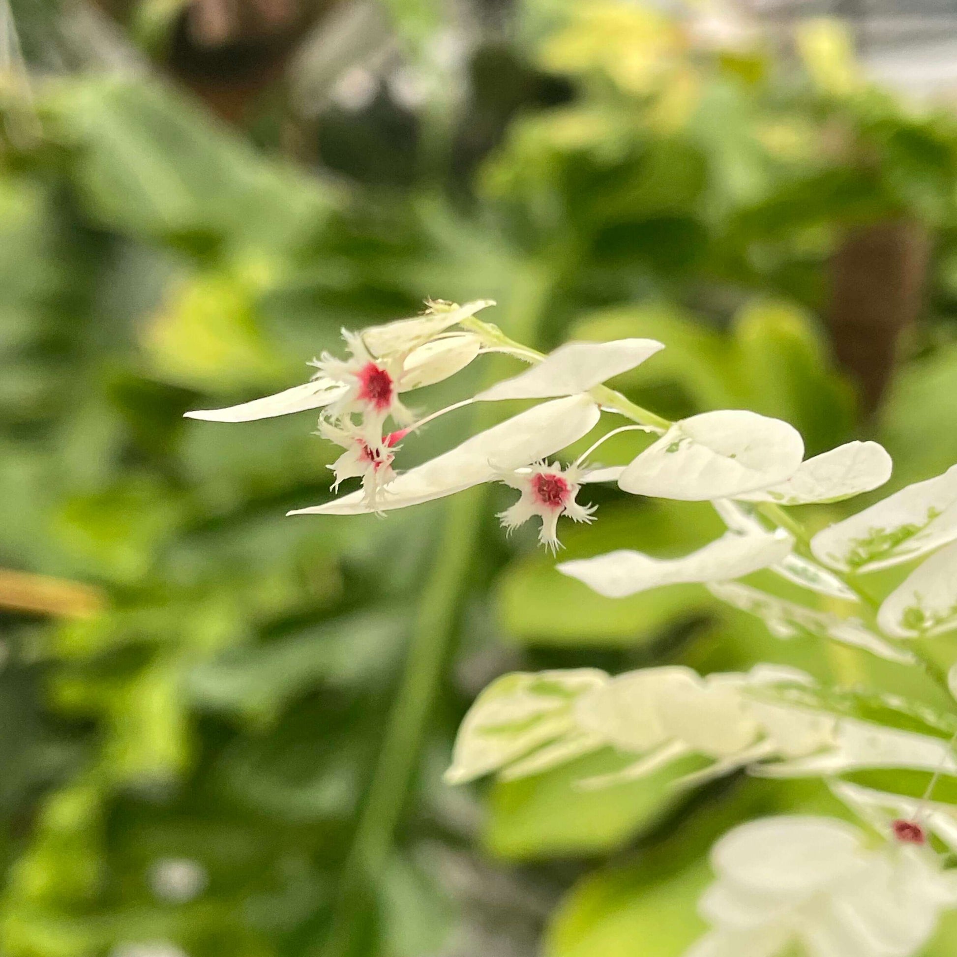 Phyllanthus Pulcher White Variegated is a stunning ornamental plant admired for its vibrant foliage. Its leaves feature a striking combination of creamy white and green hues, making it a standout choice for both indoor and outdoor spaces.