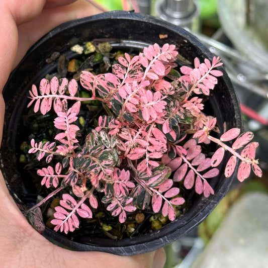 Phyllanthus Urinaria Pink Variegated A rare and stunning variegated form of Phyllanthus urinaria, featuring soft pink, creamy white, and green marbled foliage. This compact plant is a true showstopper with a delicate, fern-like appearance that brings elegance to any collection.