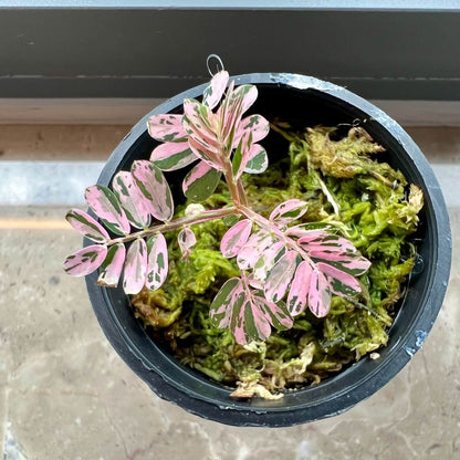 Phyllanthus Urinaria Pink Variegated A rare and stunning variegated form of Phyllanthus urinaria, featuring soft pink, creamy white, and green marbled foliage. This compact plant is a true showstopper with a delicate, fern-like appearance that brings elegance to any collection.