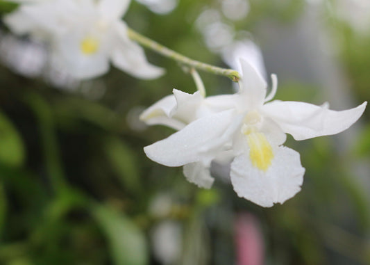 Dendrobium crumenatum, also known as the Pigeon Orchid, is an epiphytic orchid native to tropical regions of Southeast Asia, including India, Malaysia, Singapore, Indonesia, and the Philippines. It thrives in lowland rainforests and coastal scrub habitats.