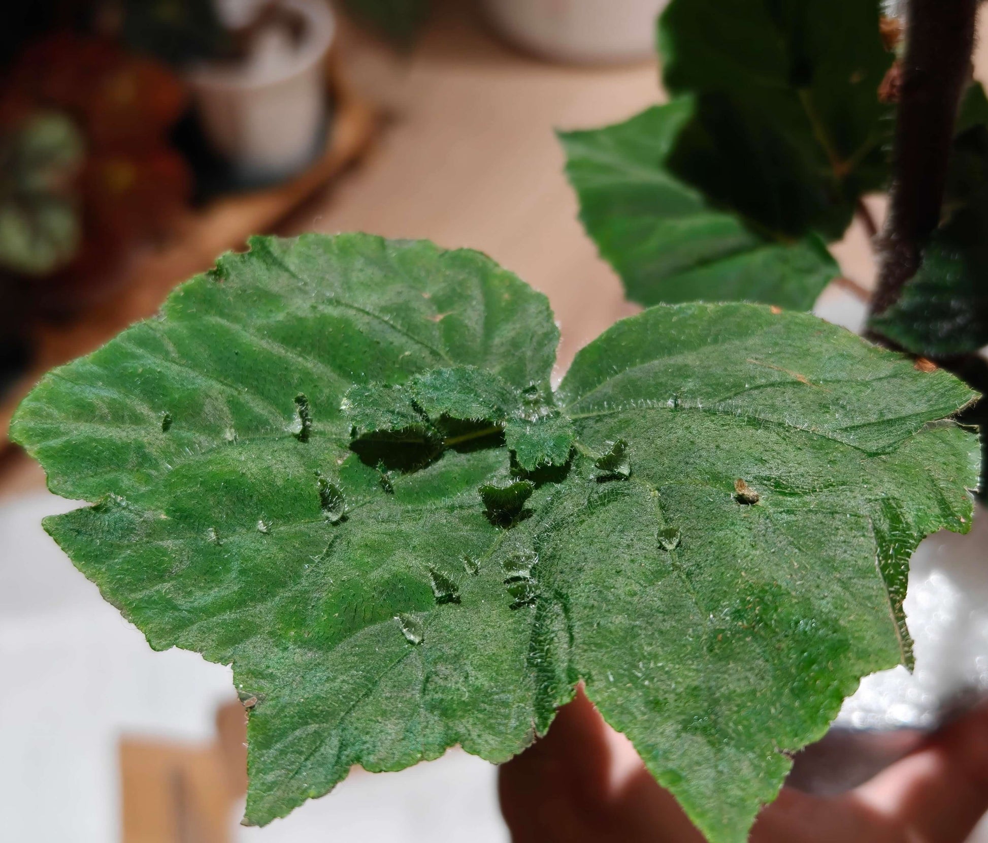 Piggyback begonia (Begonia hispida) is a distinctive tropical species in the Begoniaceae family, native to southeastern Brazil. It is known for its unique ability to produce small plantlets directly on its leaves, a feature that gives rise to its common name.