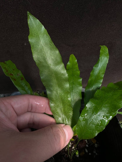 Microsorum membranifolium, commonly known as the pimple fern or membranous fern, is a strikingly unique epiphytic and lithophytic species within the Polypodiaceae family. Native to tropical and subtropical regions of South and Southeast Asia—including Sri Lanka, India, Malaysia, Indonesia, and parts of Australia—it thrives in humid, shaded rainforest environments, particularly along streambanks or on moist rock surfaces.