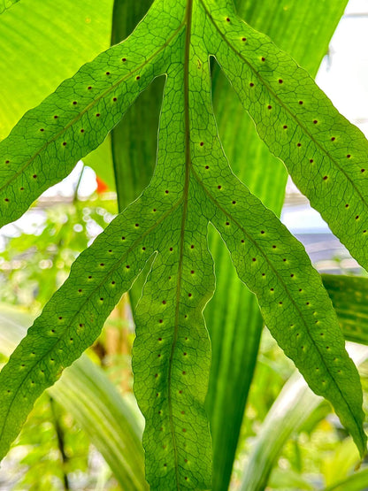 Microsorum membranifolium, commonly known as the pimple fern or membranous fern, is a strikingly unique epiphytic and lithophytic species within the Polypodiaceae family. Native to tropical and subtropical regions of South and Southeast Asia—including Sri Lanka, India, Malaysia, Indonesia, and parts of Australia—it thrives in humid, shaded rainforest environments, particularly along streambanks or on moist rock surfaces.