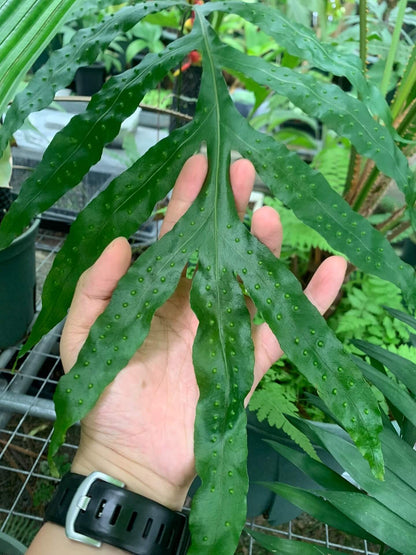 Microsorum membranifolium, commonly known as the pimple fern or membranous fern, is a strikingly unique epiphytic and lithophytic species within the Polypodiaceae family. Native to tropical and subtropical regions of South and Southeast Asia—including Sri Lanka, India, Malaysia, Indonesia, and parts of Australia—it thrives in humid, shaded rainforest environments, particularly along streambanks or on moist rock surfaces.
