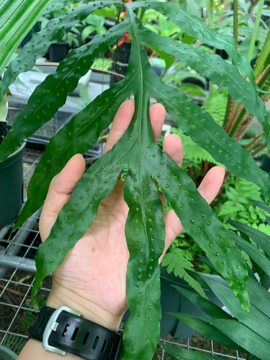 Microsorum membranifolium, commonly known as the pimple fern or membranous fern, is a strikingly unique epiphytic and lithophytic species within the Polypodiaceae family. Native to tropical and subtropical regions of South and Southeast Asia—including Sri Lanka, India, Malaysia, Indonesia, and parts of Australia—it thrives in humid, shaded rainforest environments, particularly along streambanks or on moist rock surfaces.
