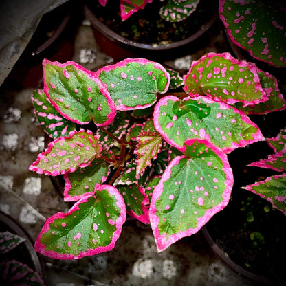 Begonia Negrosensis originates from Negros, Philippines, and is considered one of the most attractive members of the pink Begonia family. It belongs to the cane-like Begonias, with yellow-green stems and aerial roots when grown in humid conditions. Its leaves are narrow and elongated, with soft serrated edges. The most striking feature is the pink spots on the leaf surface, which are particularly vibrant when the plant is young, almost glowing with a fluorescent pink hue.