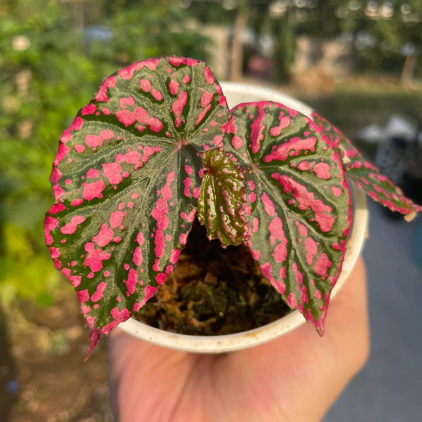 Begonia Negrosensis originates from Negros, Philippines, and is considered one of the most attractive members of the pink Begonia family. It belongs to the cane-like Begonias, with yellow-green stems and aerial roots when grown in humid conditions. Its leaves are narrow and elongated, with soft serrated edges. The most striking feature is the pink spots on the leaf surface, which are particularly vibrant when the plant is young, almost glowing with a fluorescent pink hue.