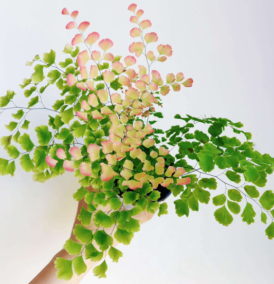 Adiantum tenerum 'Scutum Roseum', commonly known as the Rosy Maidenhair Fern, is a unique cultivar of the popular Adiantum tenerum species. This fern is distinguished by its delicate, fan-shaped fronds that emerge in a stunning pink hue, gradually transitioning to a lush green as they mature. The soft, vibrant color of its leaves adds an elegant touch to any indoor space, making it a perfect choice for terrariums, shaded garden areas, or as an eye-catching centerpiece for your home or office.