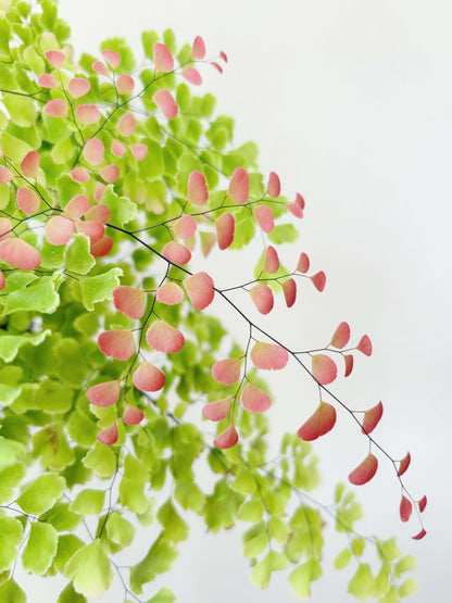 Adiantum tenerum 'Scutum Roseum', commonly known as the Rosy Maidenhair Fern, is a unique cultivar of the popular Adiantum tenerum species. This fern is distinguished by its delicate, fan-shaped fronds that emerge in a stunning pink hue, gradually transitioning to a lush green as they mature. The soft, vibrant color of its leaves adds an elegant touch to any indoor space, making it a perfect choice for terrariums, shaded garden areas, or as an eye-catching centerpiece for your home or office.