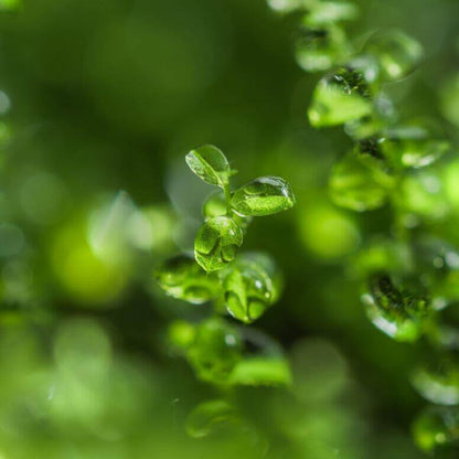 Plagiomnium acutum, commonly known as Sharp-leaved Creeping Moss, is a moss species that grows in dense, creeping clusters. It is characterized by large, vibrant green plants that range from light to deep green when moist, making it highly attractive in landscaping.