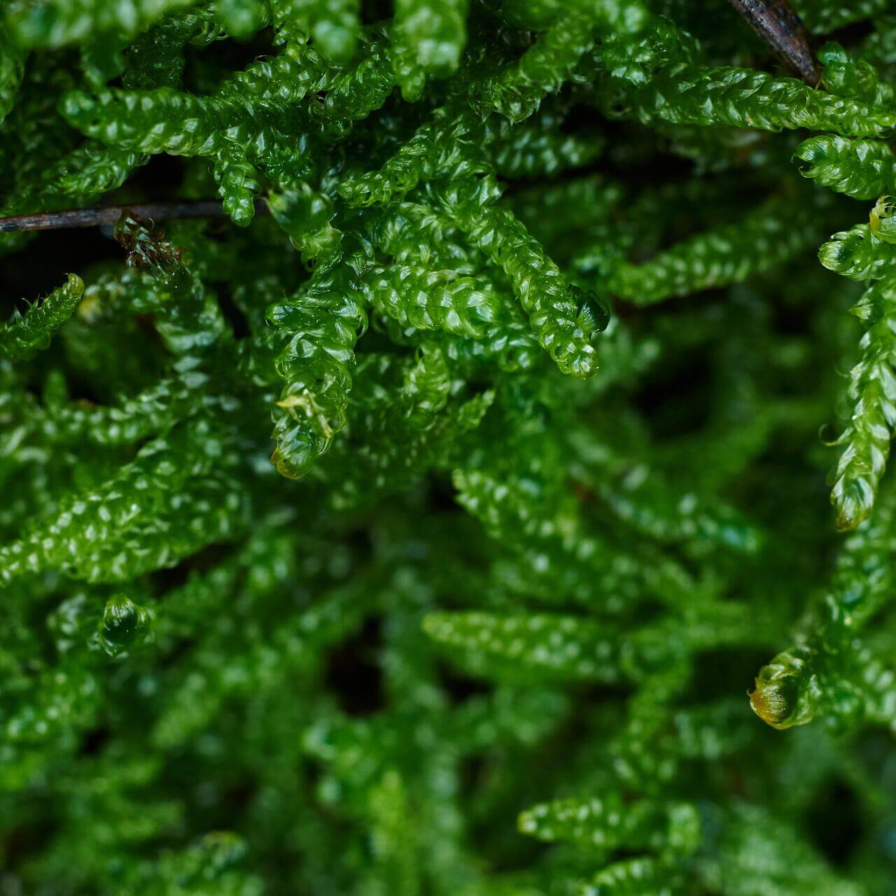 Hypnum plumaeforme (Plumose Moss) is a resilient, low-maintenance moss that can thrive in a variety of environments. Its feather-like, soft leaves and powerful growth make it perfect for creating beautiful moss landscapes. With appropriate humidity and light, it can quickly cover landscape trays, forming a velvet-like green carpet. It is a great choice for anyone looking to add vibrant greenery to their indoor or outdoor spaces with minimal effort. Purchase Size: 15×8 cm (5.91×3.15‘’).