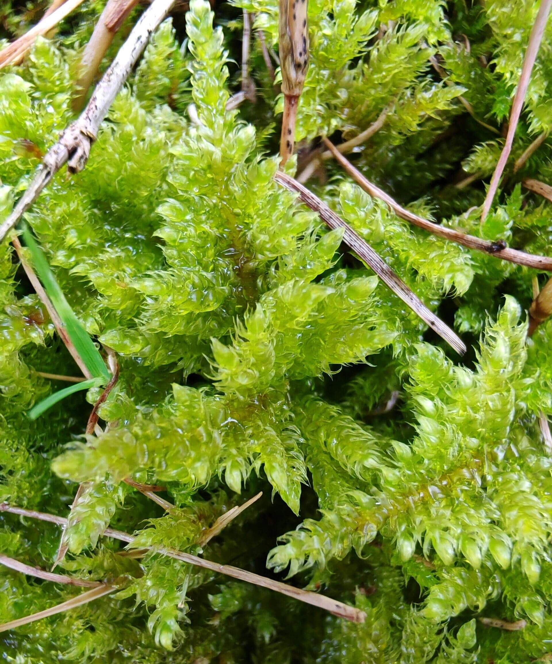 Hypnum plumaeforme (Plumose Moss) is a resilient, low-maintenance moss that can thrive in a variety of environments. Its feather-like, soft leaves and powerful growth make it perfect for creating beautiful moss landscapes. With appropriate humidity and light, it can quickly cover landscape trays, forming a velvet-like green carpet. It is a great choice for anyone looking to add vibrant greenery to their indoor or outdoor spaces with minimal effort. Purchase Size: 15×8 cm (5.91×3.15‘’).