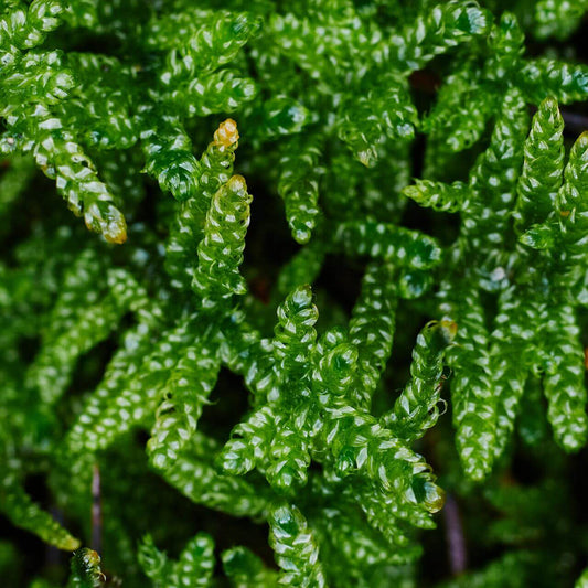 Hypnum plumaeforme (Plumose Moss) is a resilient, low-maintenance moss that can thrive in a variety of environments. Its feather-like, soft leaves and powerful growth make it perfect for creating beautiful moss landscapes. With appropriate humidity and light, it can quickly cover landscape trays, forming a velvet-like green carpet. It is a great choice for anyone looking to add vibrant greenery to their indoor or outdoor spaces with minimal effort. Purchase Size: 15×8 cm (5.91×3.15‘’).