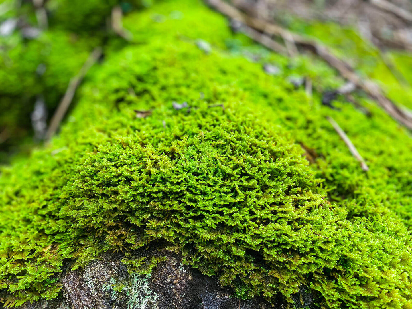 Hypnum plumaeforme (Plumose Moss) is a resilient, low-maintenance moss that can thrive in a variety of environments. Its feather-like, soft leaves and powerful growth make it perfect for creating beautiful moss landscapes. With appropriate humidity and light, it can quickly cover landscape trays, forming a velvet-like green carpet. It is a great choice for anyone looking to add vibrant greenery to their indoor or outdoor spaces with minimal effort. Purchase Size: 15×8 cm (5.91×3.15‘’).