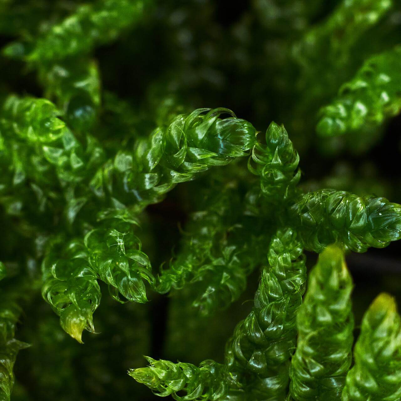 Hypnum plumaeforme (Plumose Moss) is a resilient, low-maintenance moss that can thrive in a variety of environments. Its feather-like, soft leaves and powerful growth make it perfect for creating beautiful moss landscapes. With appropriate humidity and light, it can quickly cover landscape trays, forming a velvet-like green carpet. It is a great choice for anyone looking to add vibrant greenery to their indoor or outdoor spaces with minimal effort. Purchase Size: 15×8 cm (5.91×3.15‘’).