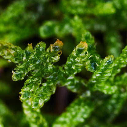 Hypnum plumaeforme (Plumose Moss) is a resilient, low-maintenance moss that can thrive in a variety of environments. Its feather-like, soft leaves and powerful growth make it perfect for creating beautiful moss landscapes. With appropriate humidity and light, it can quickly cover landscape trays, forming a velvet-like green carpet. It is a great choice for anyone looking to add vibrant greenery to their indoor or outdoor spaces with minimal effort. Purchase Size: 15×8 cm (5.91×3.15‘’).