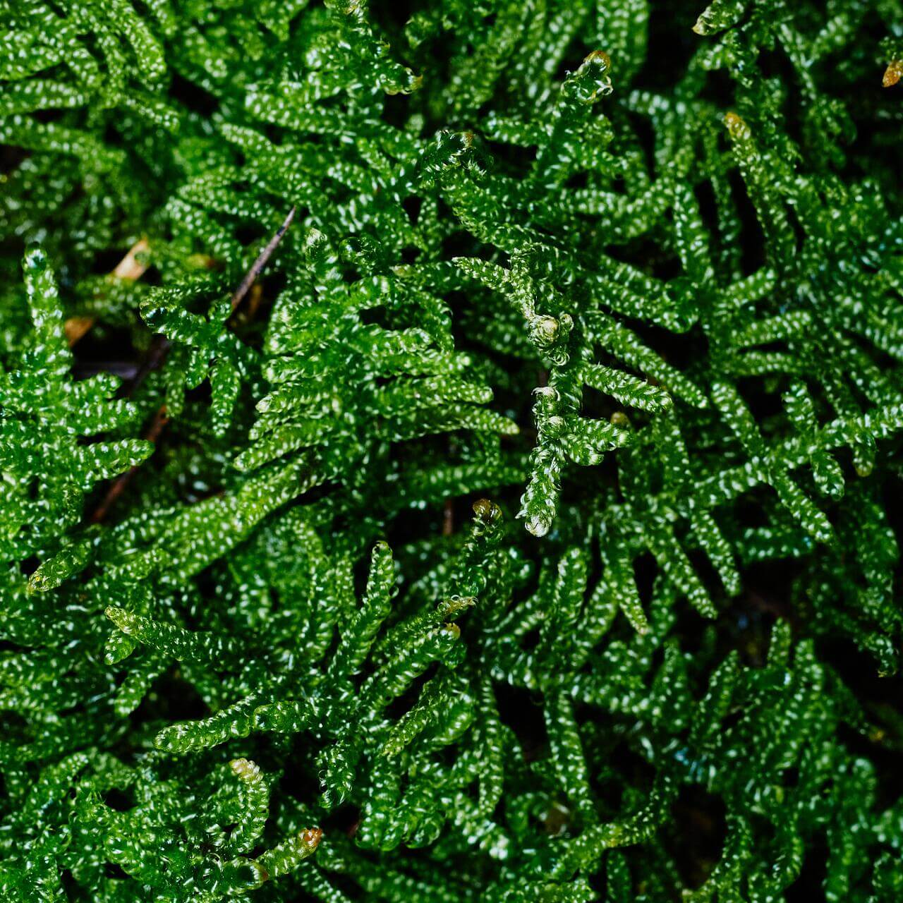 Hypnum plumaeforme (Plumose Moss) is a resilient, low-maintenance moss that can thrive in a variety of environments. Its feather-like, soft leaves and powerful growth make it perfect for creating beautiful moss landscapes. With appropriate humidity and light, it can quickly cover landscape trays, forming a velvet-like green carpet. It is a great choice for anyone looking to add vibrant greenery to their indoor or outdoor spaces with minimal effort. Purchase Size: 15×8 cm (5.91×3.15‘’).