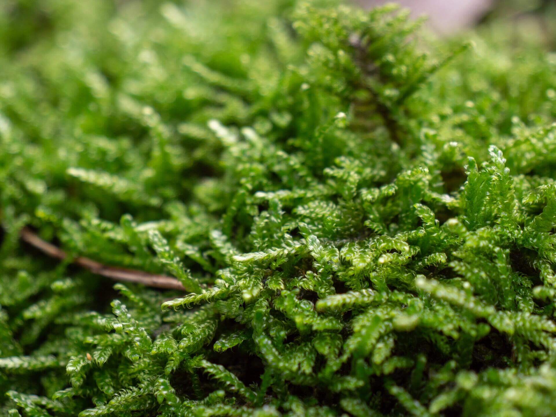 Hypnum plumaeforme (Plumose Moss) is a resilient, low-maintenance moss that can thrive in a variety of environments. Its feather-like, soft leaves and powerful growth make it perfect for creating beautiful moss landscapes. With appropriate humidity and light, it can quickly cover landscape trays, forming a velvet-like green carpet. It is a great choice for anyone looking to add vibrant greenery to their indoor or outdoor spaces with minimal effort. Purchase Size: 15×8 cm (5.91×3.15‘’).