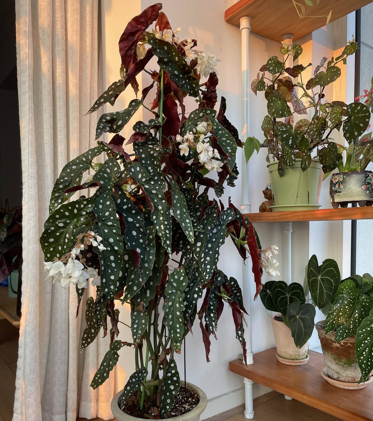 Begonia maculata, commonly known as the Polka Dot Begonia, is a striking tropical plant native to Brazil. It's celebrated for its angel-wing-shaped leaves adorned with silvery-white spots and vibrant red undersides, making it a favorite among indoor plant enthusiasts.