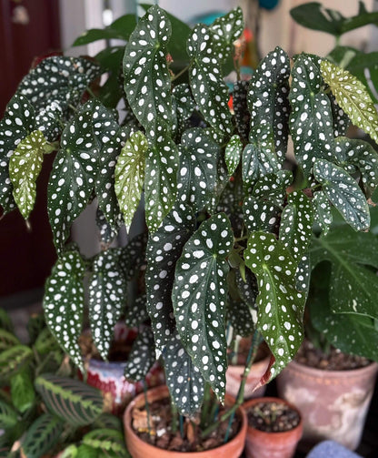 Begonia maculata, commonly known as the Polka Dot Begonia, is a striking tropical plant native to Brazil. It's celebrated for its angel-wing-shaped leaves adorned with silvery-white spots and vibrant red undersides, making it a favorite among indoor plant enthusiasts.