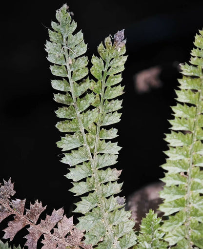 Polystichum lanceolatum is a small epiphytic fern from the Dryopteridaceae family and Polystichum genus, making it an excellent choice for rainforest terrariums. Native to East Asia, this fern has finely divided pinnate leaves with serrated edges, giving it a unique and attractive appearance. It thrives in humid environments and is perfect for adding a lush, green touch to your indoor plant collection or terrarium setup.