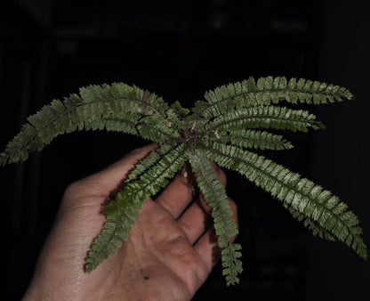 Polystichum lanceolatum is a small epiphytic fern from the Dryopteridaceae family and Polystichum genus, making it an excellent choice for rainforest terrariums. Native to East Asia, this fern has finely divided pinnate leaves with serrated edges, giving it a unique and attractive appearance. It thrives in humid environments and is perfect for adding a lush, green touch to your indoor plant collection or terrarium setup.