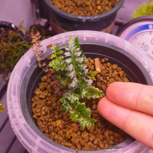 Polystichum acanthophyllum is a rare fern native to the high-altitude regions of China, including southeastern Tibet, Yunnan, western Sichuan. It grows at altitudes of 2800–4000 meters above sea level, thriving in shaded, humid environments on moss-covered rocks and tree trunks. Known for its finely divided fronds, this fern requires specialized care, making it a challenging yet rewarding plant for experienced growers.