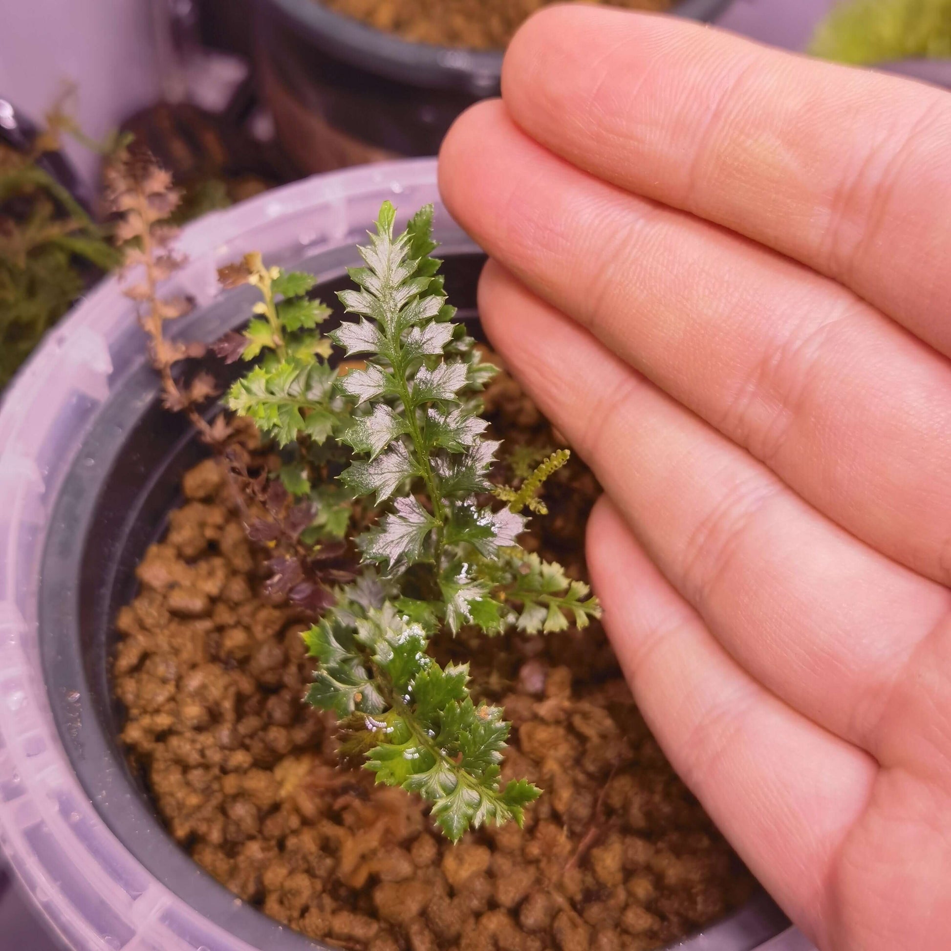 Polystichum acanthophyllum is a rare fern native to the high-altitude regions of China, including southeastern Tibet, Yunnan, western Sichuan. It grows at altitudes of 2800–4000 meters above sea level, thriving in shaded, humid environments on moss-covered rocks and tree trunks. Known for its finely divided fronds, this fern requires specialized care, making it a challenging yet rewarding plant for experienced growers.