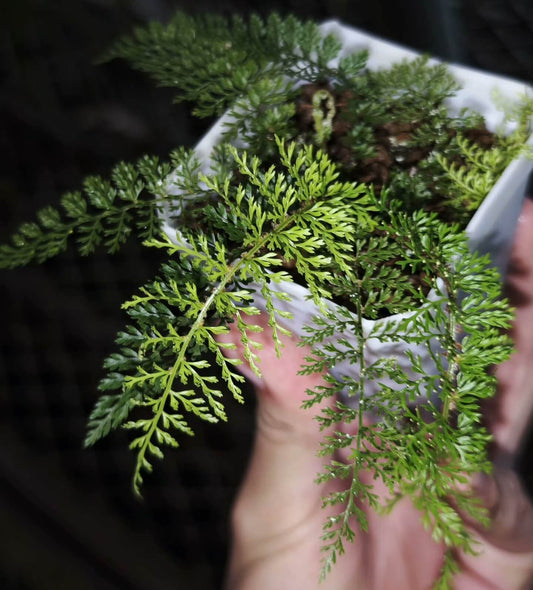 Polystichum alcicorne is a perennial fern native to temperate regions of China, thriving in shaded environments. It's well-suited for shaded garden areas and terrariums, offering attractive, arching fronds.
