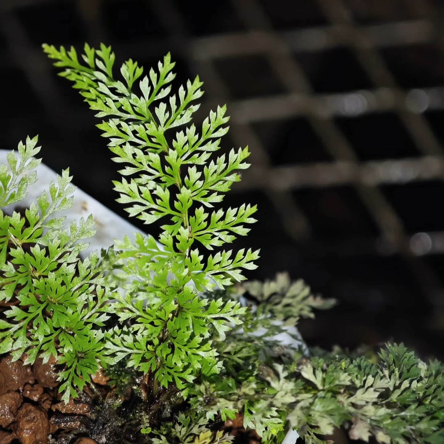 Polystichum alcicorne is a perennial fern native to temperate regions of China, thriving in shaded environments. It's well-suited for shaded garden areas and terrariums, offering attractive, arching fronds.