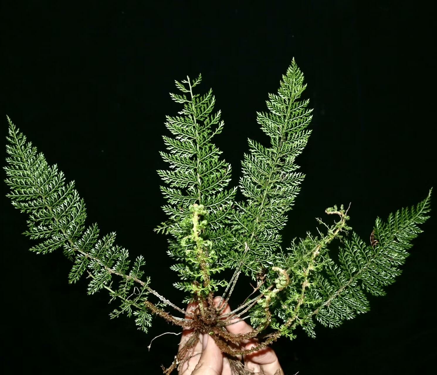 Polystichum alcicorne is a perennial fern native to temperate regions of China, thriving in shaded environments. It's well-suited for shaded garden areas and terrariums, offering attractive, arching fronds.