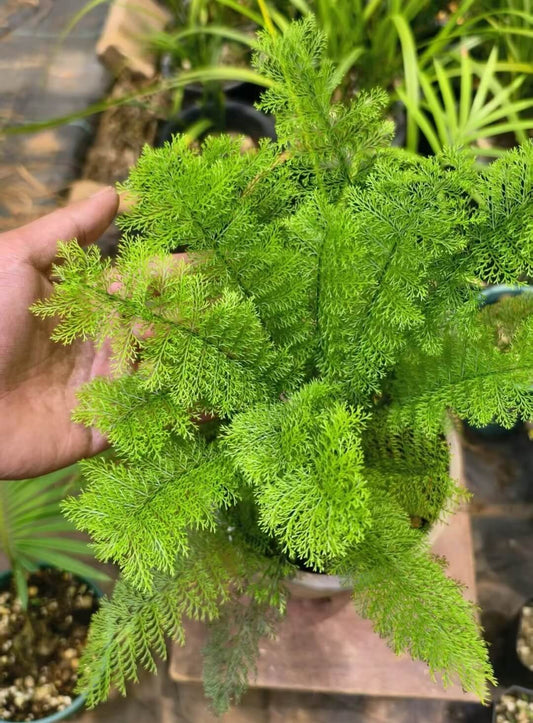 Polystichum carvifolium (formerly P. caruifolium and historically known as Aspidium caruifolium, with P. omeiense as another synonym) is a member of the family Dryopteridaceae, within the genus Polystichum—a group of evergreen or semi-evergreen ferns characterized by pinnate fronds that often form rosettes.