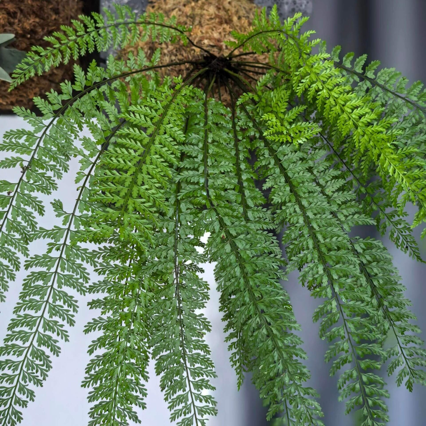Polystichum christii Ching is a species of fern belonging to the genus Polystichum, and it is native to southern China—particularly in the regions of Yunnan and Guizhou—as well as northern Vietnam.