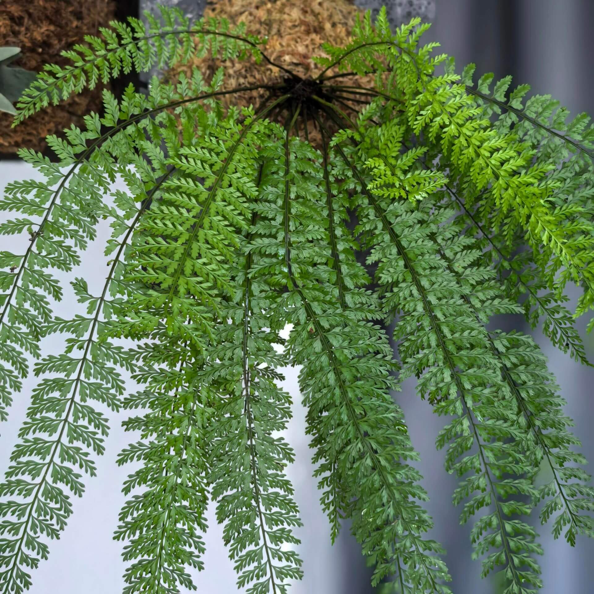 Polystichum christii Ching is a species of fern belonging to the genus Polystichum, and it is native to southern China—particularly in the regions of Yunnan and Guizhou—as well as northern Vietnam.