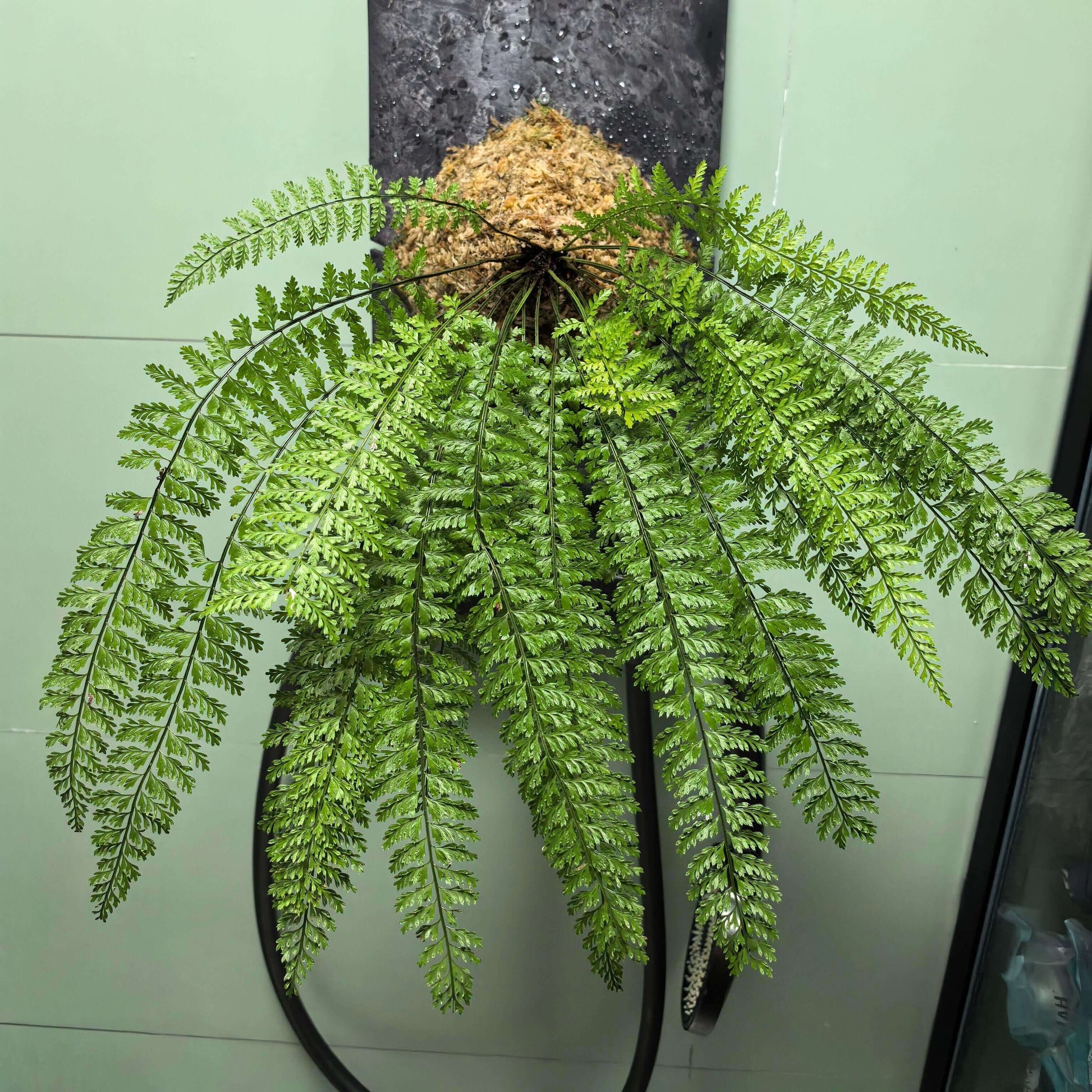 Polystichum christii Ching is a species of fern belonging to the genus Polystichum, and it is native to southern China—particularly in the regions of Yunnan and Guizhou—as well as northern Vietnam.