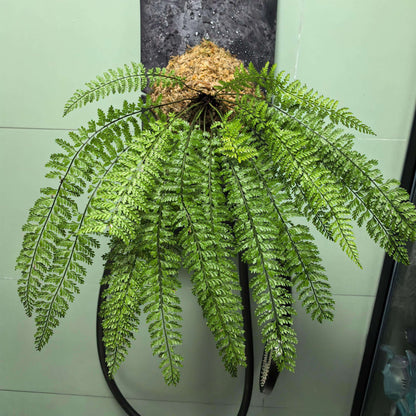 Polystichum christii Ching is a species of fern belonging to the genus Polystichum, and it is native to southern China—particularly in the regions of Yunnan and Guizhou—as well as northern Vietnam.