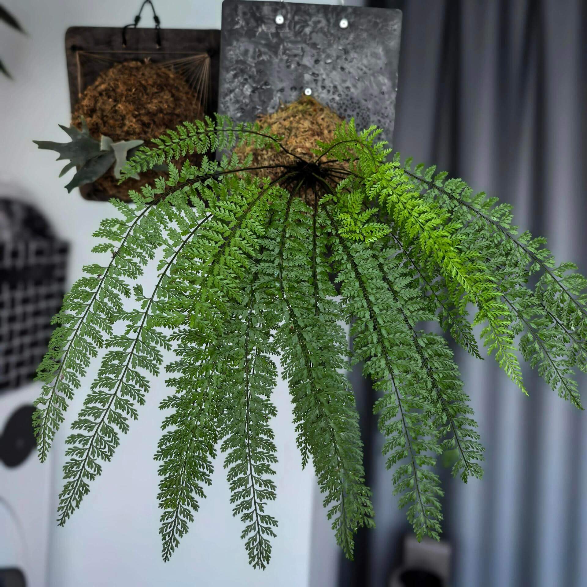 Polystichum christii Ching is a species of fern belonging to the genus Polystichum, and it is native to southern China—particularly in the regions of Yunnan and Guizhou—as well as northern Vietnam.