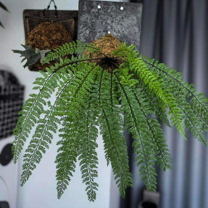 Polystichum christii Ching is a species of fern belonging to the genus Polystichum, and it is native to southern China—particularly in the regions of Yunnan and Guizhou—as well as northern Vietnam.