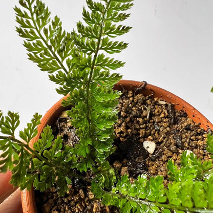 Polystichum christii Ching is a species of fern belonging to the genus Polystichum, and it is native to southern China—particularly in the regions of Yunnan and Guizhou—as well as northern Vietnam.