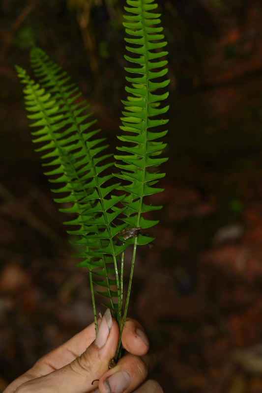 Polystichum deltodon is a lithophytic (rock-dwelling) fern native to subtropical regions of East and Southeast Asia. It thrives in shaded, moist environments, making it an excellent choice for terrariums and paludariums.