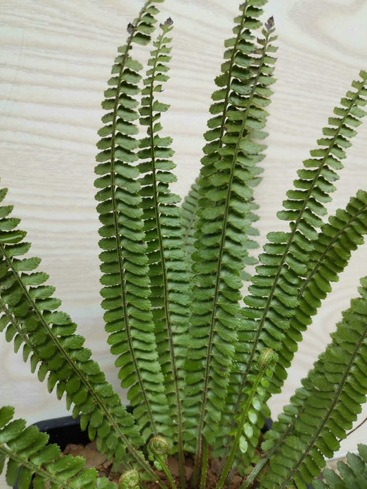 Polystichum dielsii is a species of fern in the genus Polystichum, belonging to the family Dryopteridaceae, and it is native to southern China (including Yunnan, Guangxi, and Guizhou) as well as northern Vietnam, where it typically grows as a terrestrial fern in shaded, moist forest habitats.
