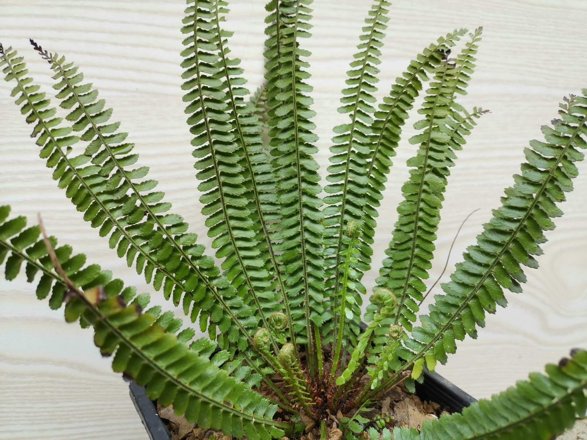 Polystichum dielsii is a species of fern in the genus Polystichum, belonging to the family Dryopteridaceae, and it is native to southern China (including Yunnan, Guangxi, and Guizhou) as well as northern Vietnam, where it typically grows as a terrestrial fern in shaded, moist forest habitats.