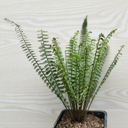 Polystichum dielsii is a species of fern in the genus Polystichum, belonging to the family Dryopteridaceae, and it is native to southern China (including Yunnan, Guangxi, and Guizhou) as well as northern Vietnam, where it typically grows as a terrestrial fern in shaded, moist forest habitats.