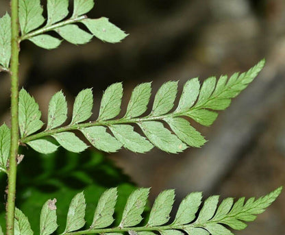 Polystichum disjunctum is a lithophytic (rock-dwelling) fern native to subtropical regions of East and Southeast Asia, including southern China (Yunnan, Guangxi) and Vietnam. It thrives in shaded, moist environments, making it an excellent choice for terrariums and paludariums.